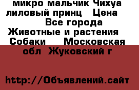 микро мальчик Чихуа лиловый принц › Цена ­ 90 - Все города Животные и растения » Собаки   . Московская обл.,Жуковский г.